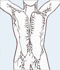 The lymphatic system